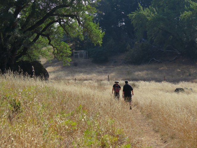 Walking through the meadow